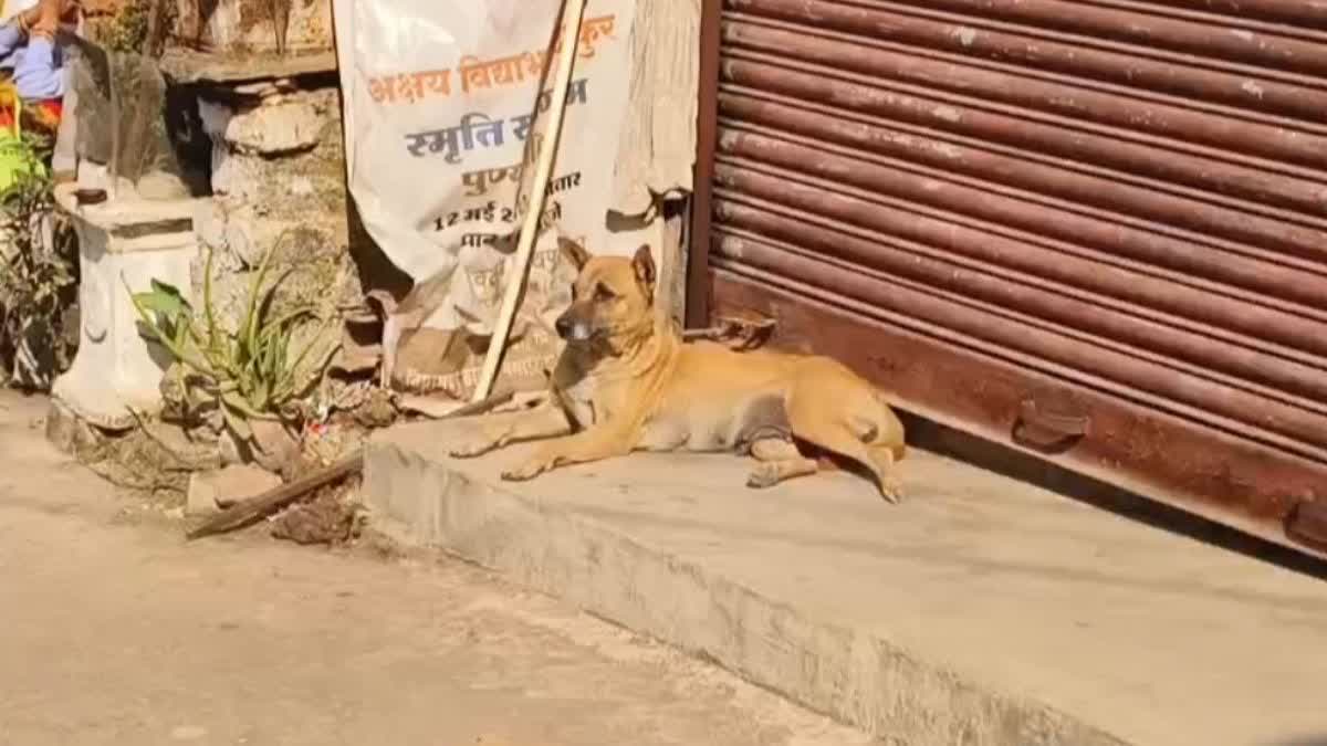 Professor will monitor stray dogs
