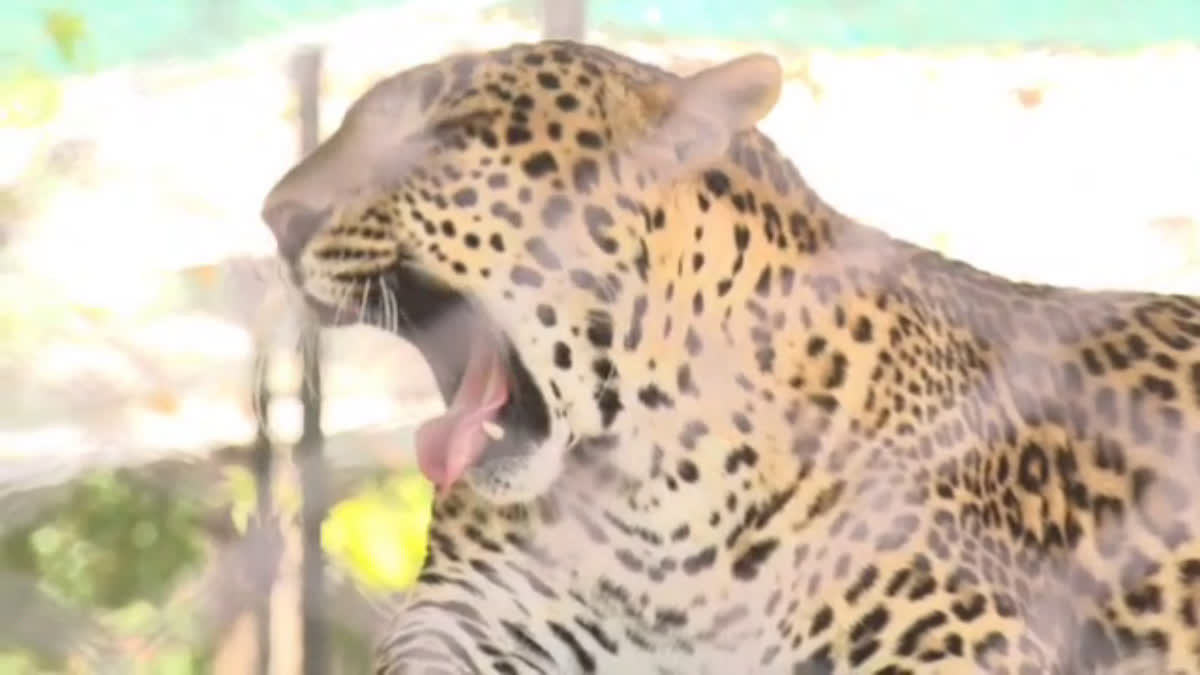 Leopard Killed Woman