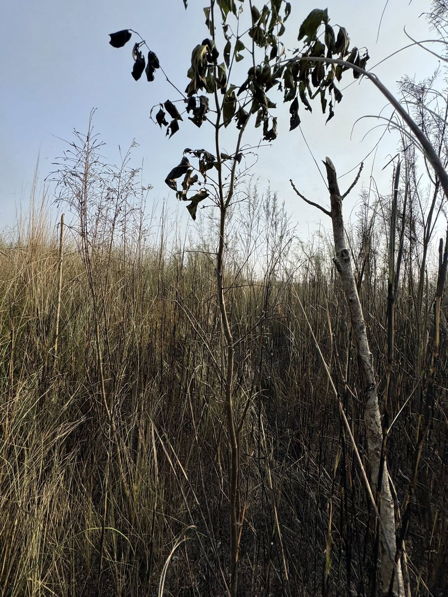 Molai Kathoni 2.0 fire incident