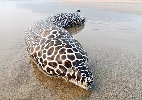 Variety Fishes Found at Anakapalli and Visakha Marine