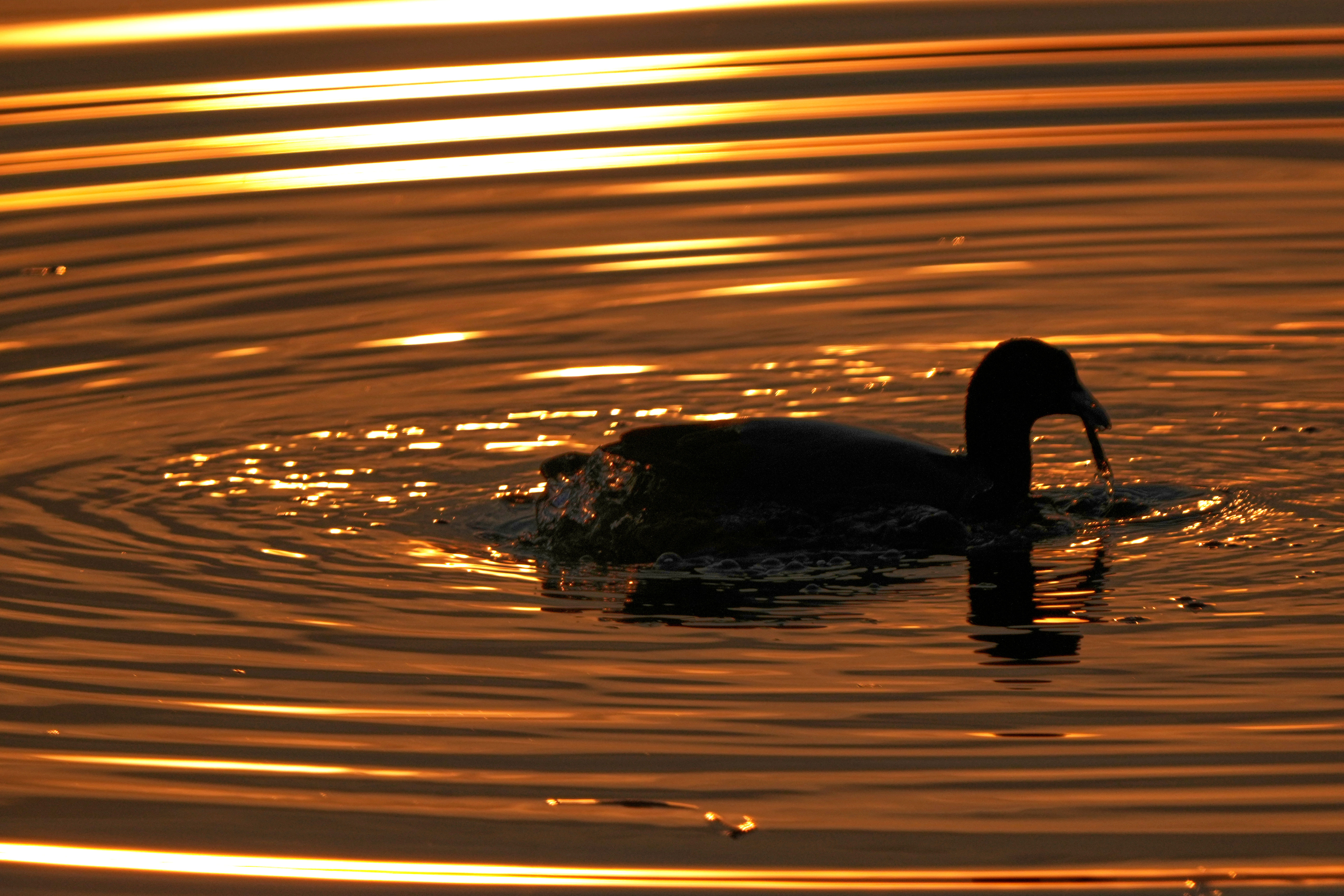 A duck swims in the Dal lake at sunset on a cold winter day in Srinagar