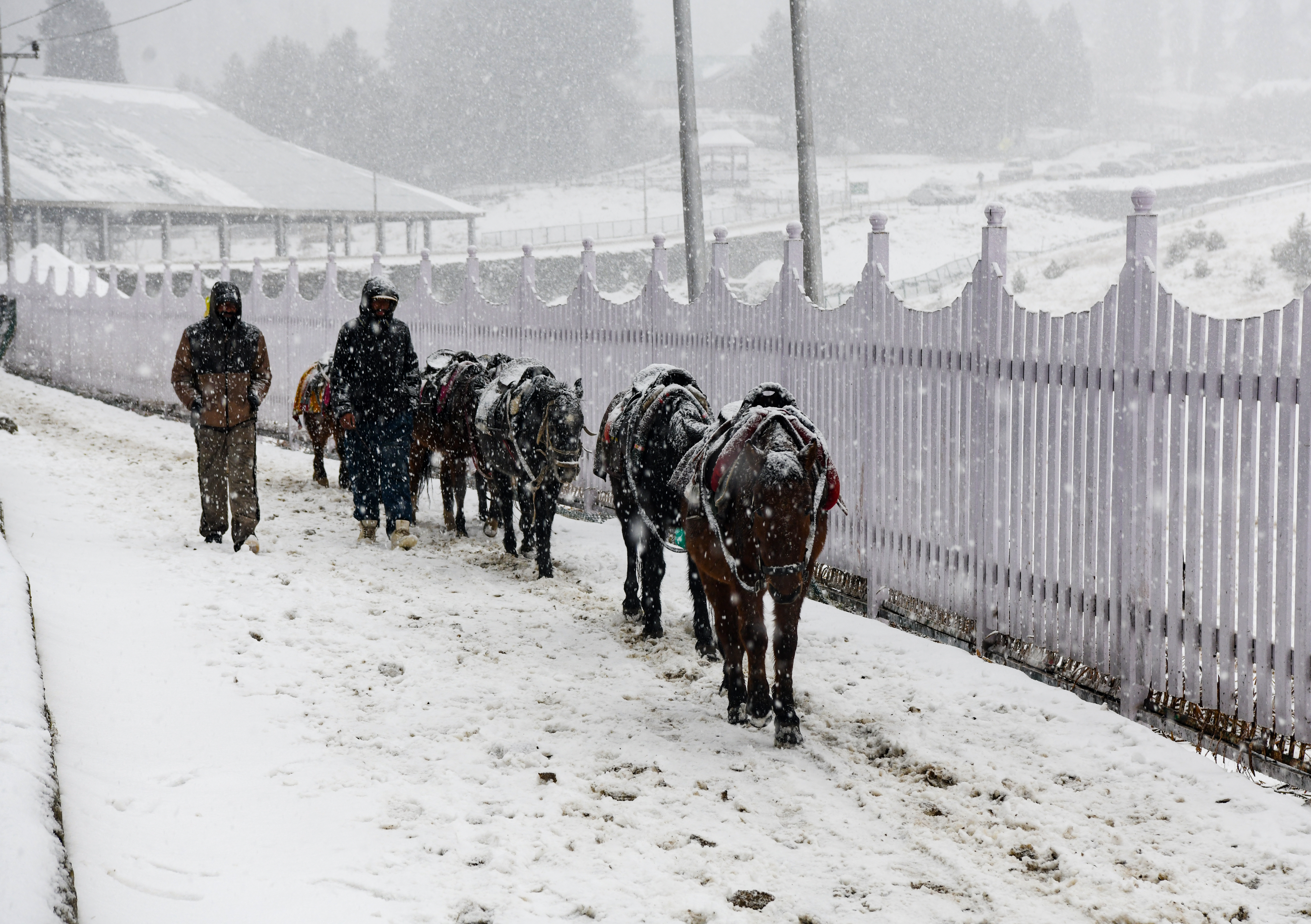 A band of horses amid snowfall at Gulmarg