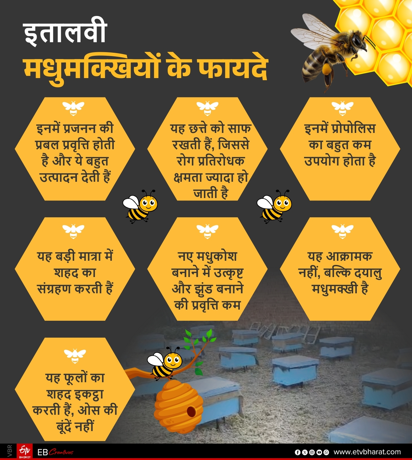 Benefit from italian bees