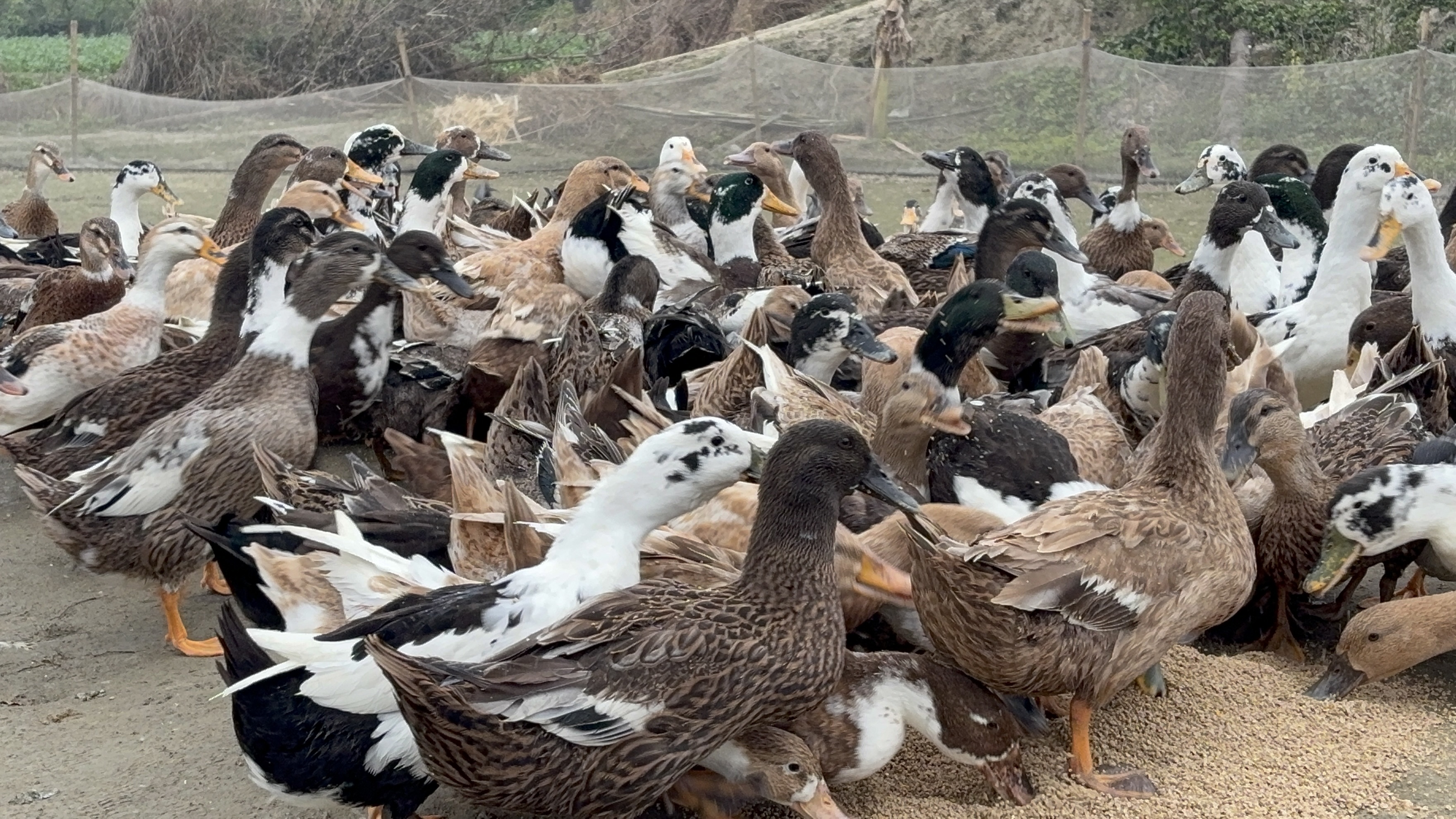 duck farming In muzaffarpur