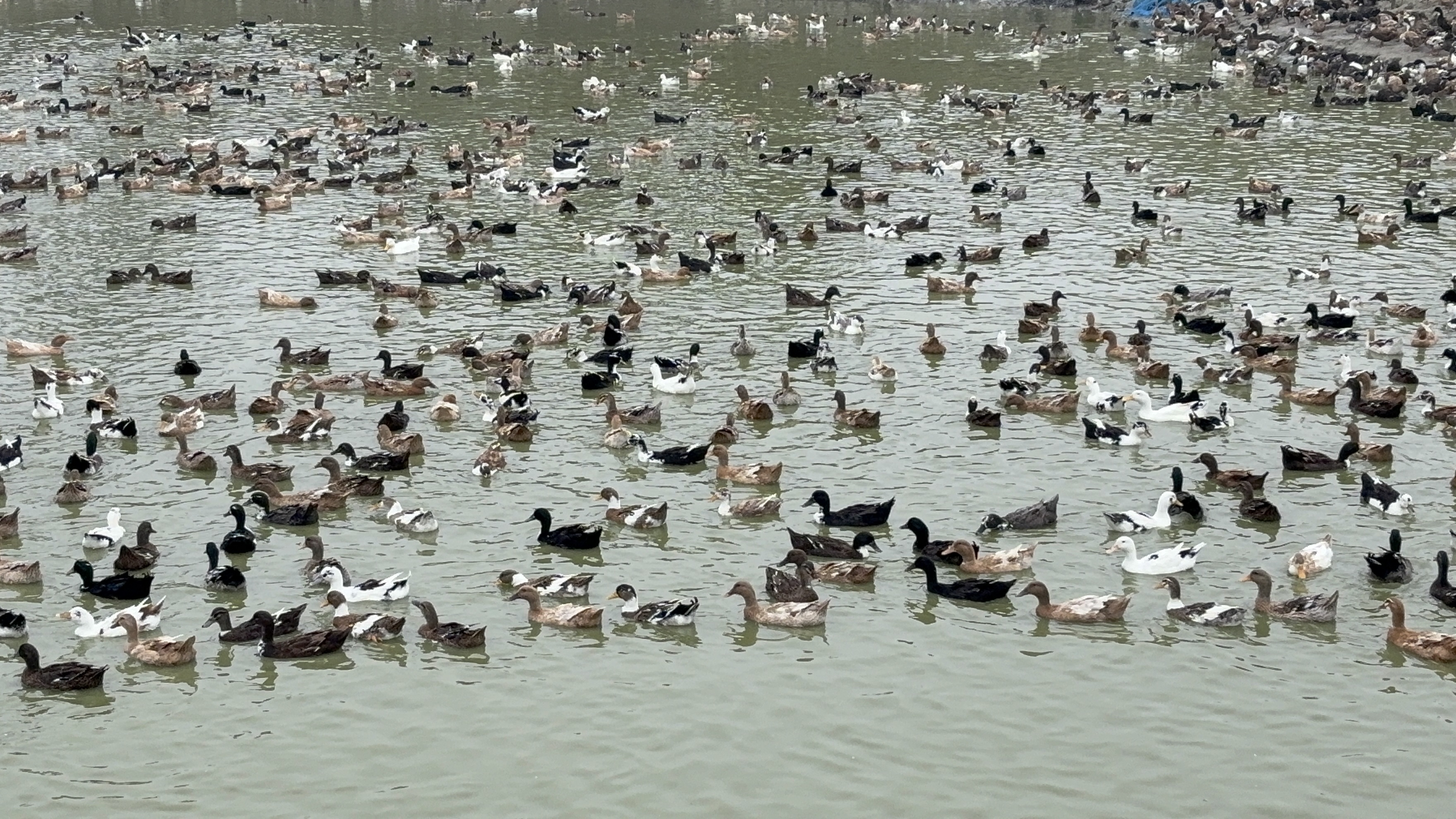 duck farming In muzaffarpur