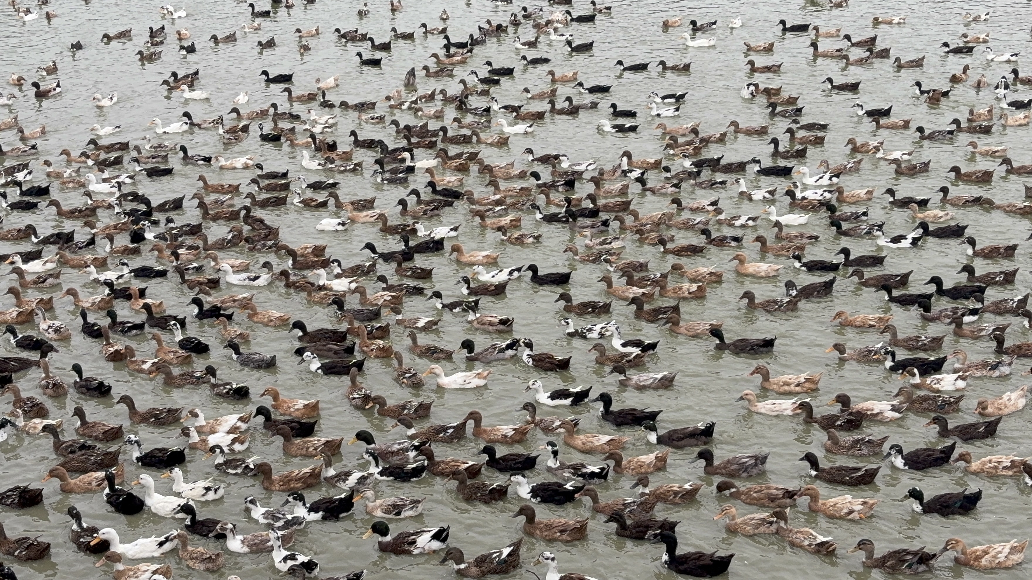 duck farming In muzaffarpur