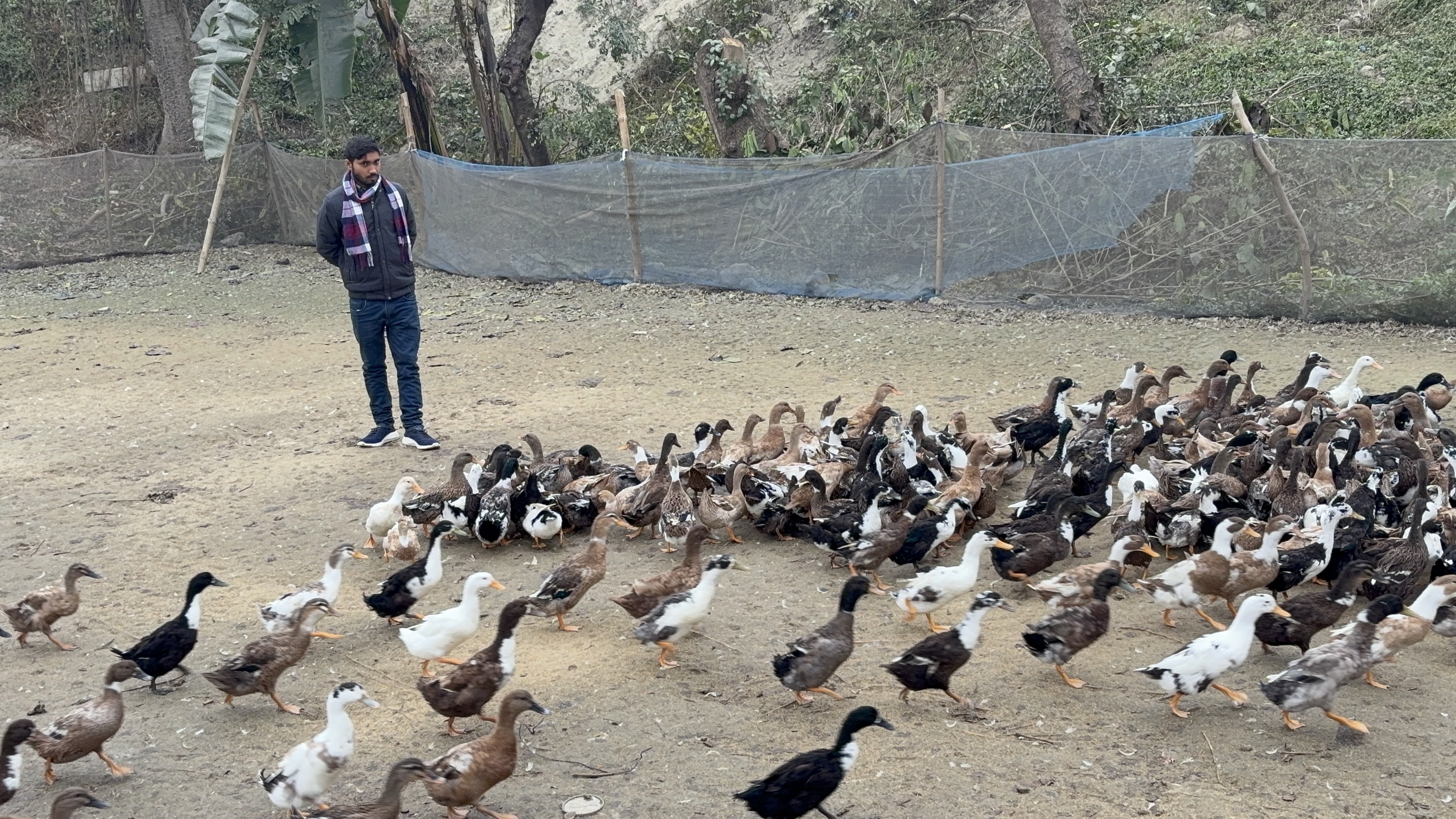 duck farming In muzaffarpur