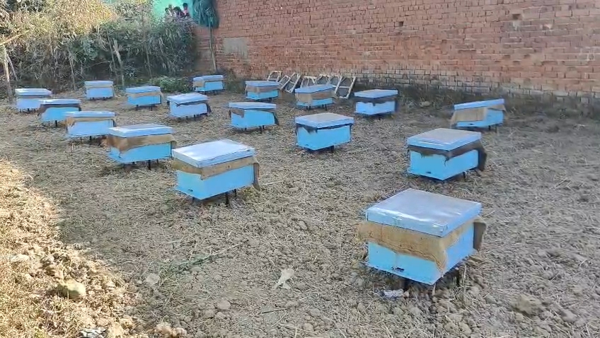 Italian beehives