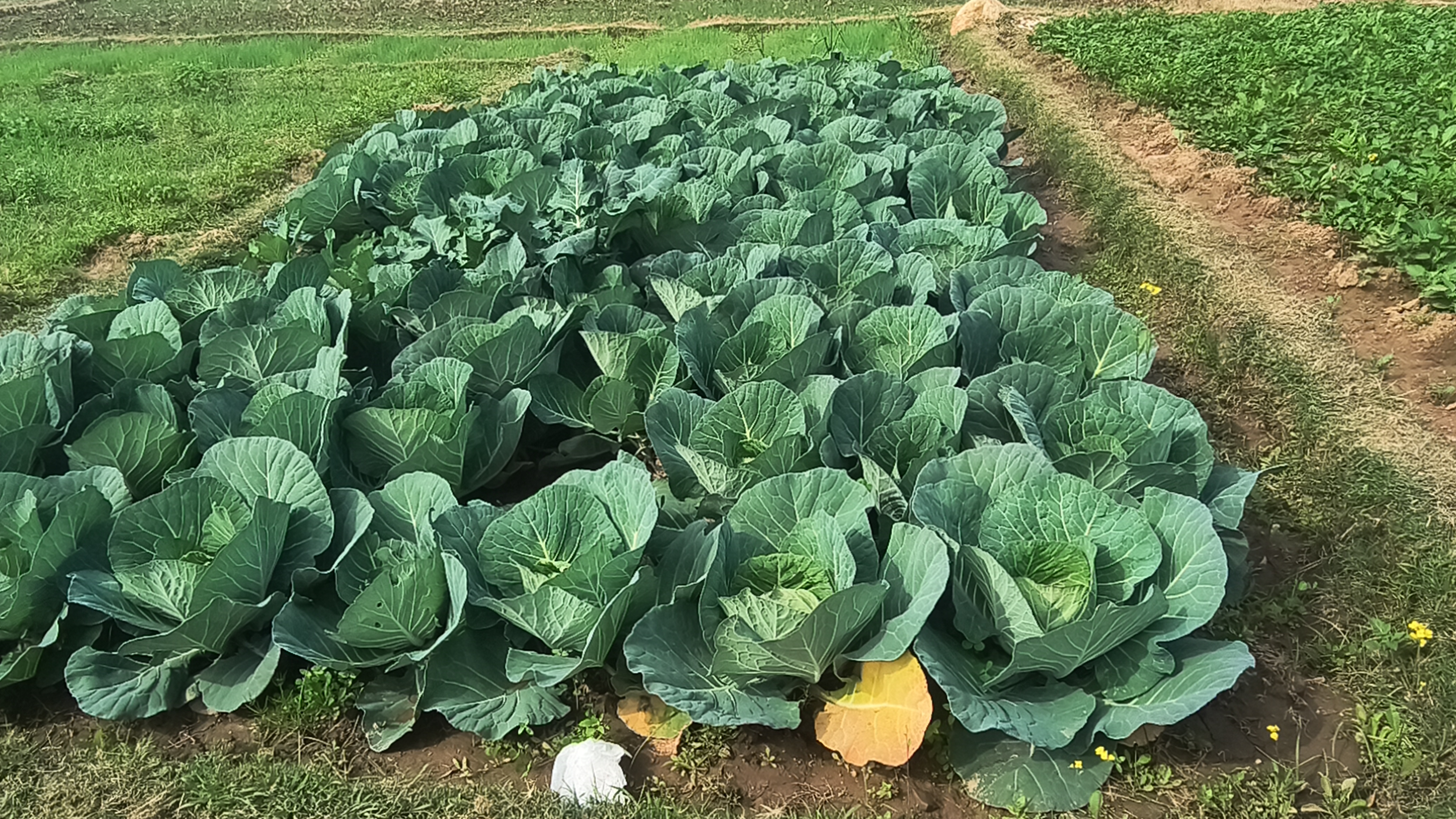 vegetables village in Deoghar