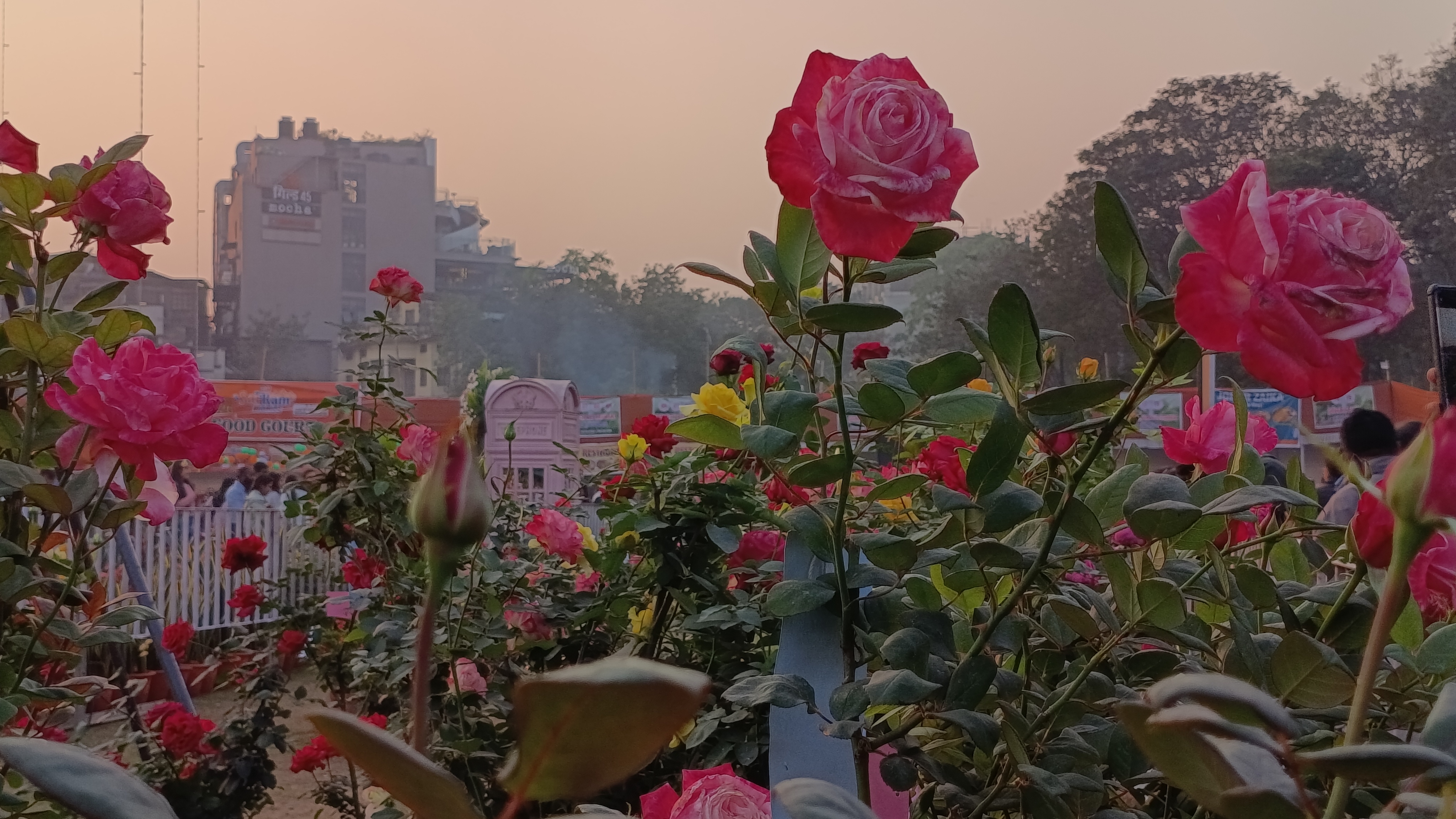 flowers exhibition 2025