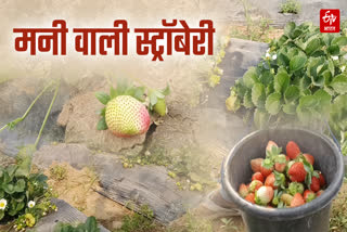 STRAWBERRY CULTIVATION