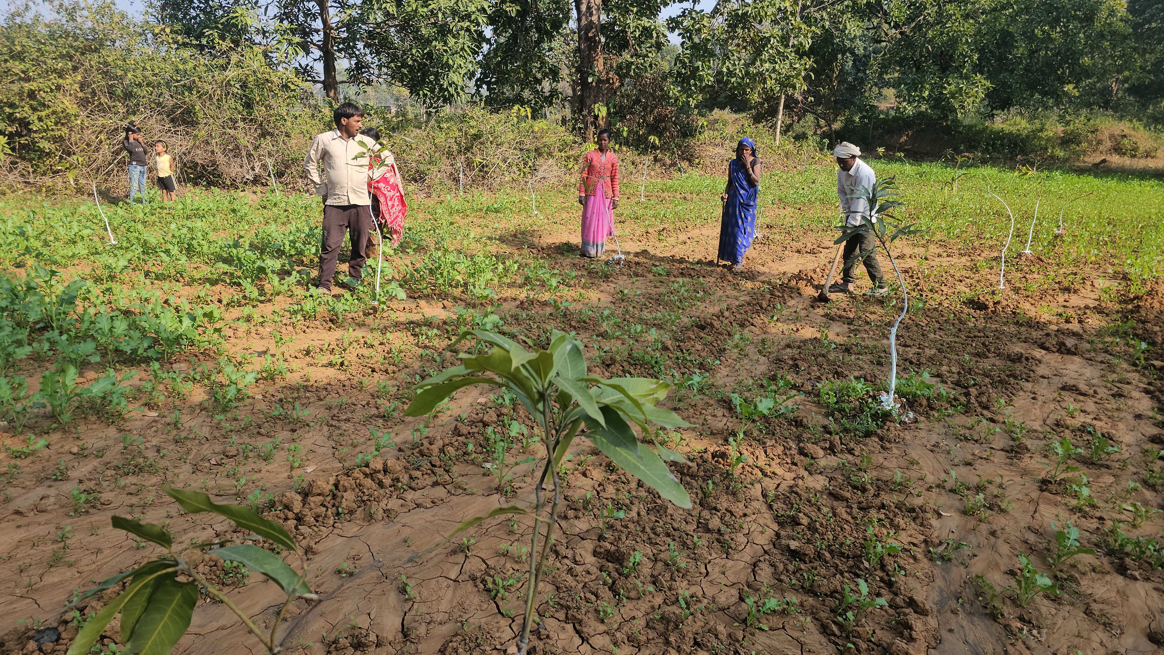 10 women group started mixed farming in Hazaribag
