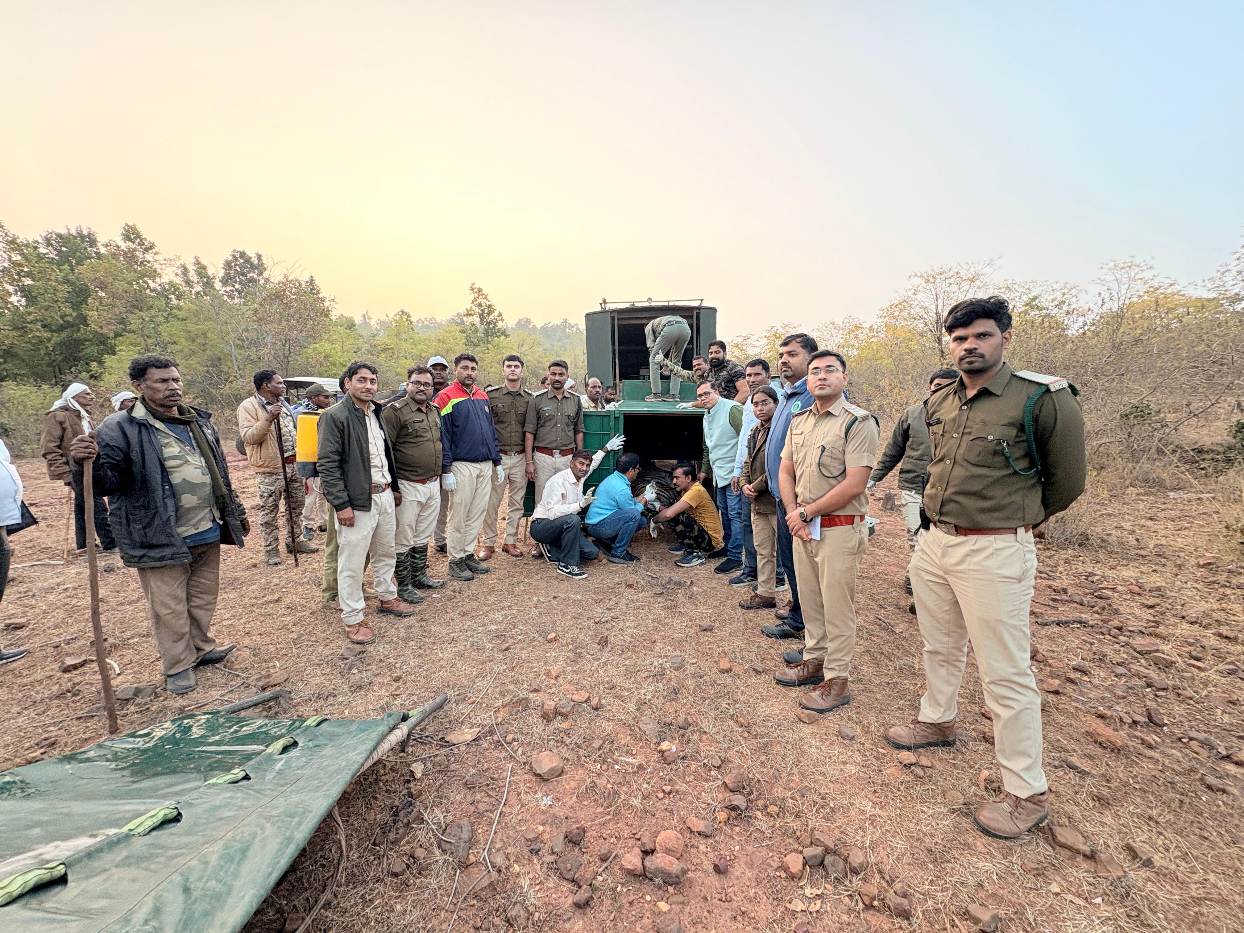 tiger injured territorial fight MP
