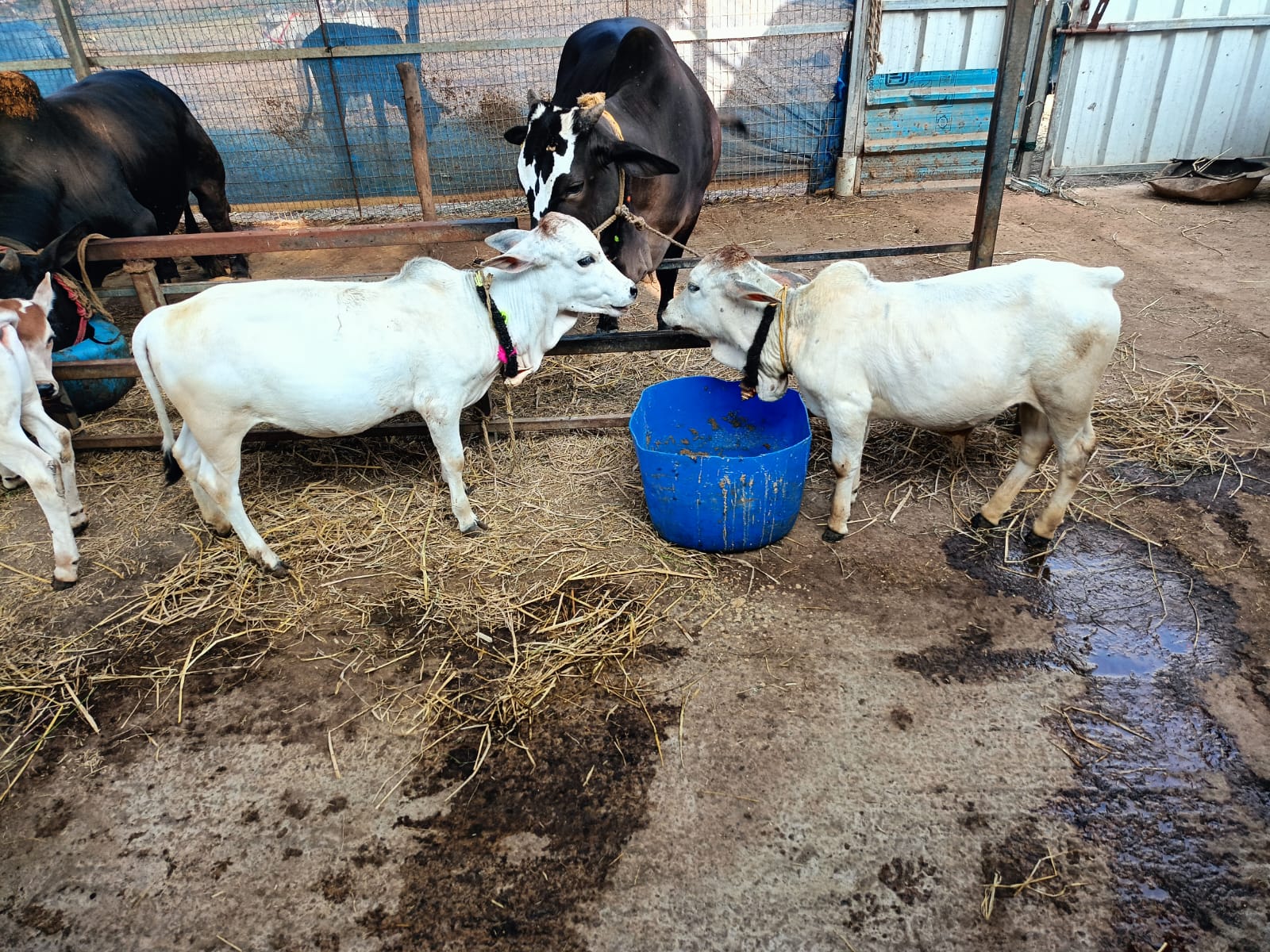 SMALLEST PUNGANUR COW