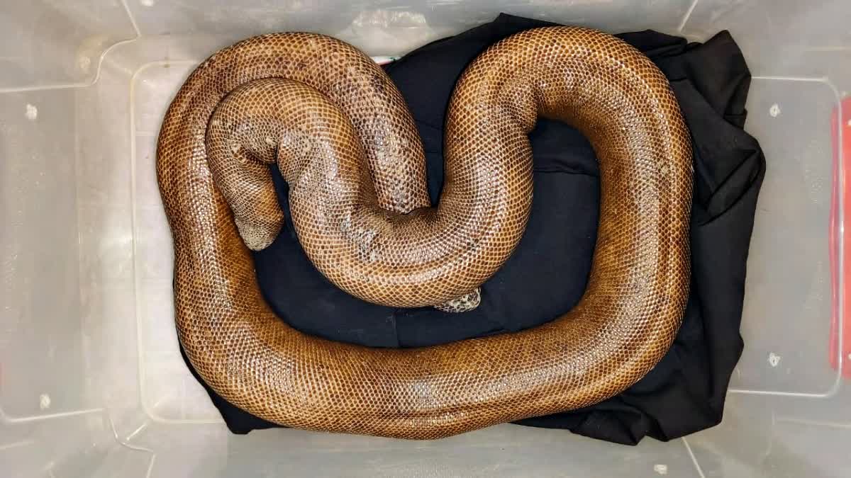 Successful Rescue of Rare snake Red Sand Boa in Ranchi