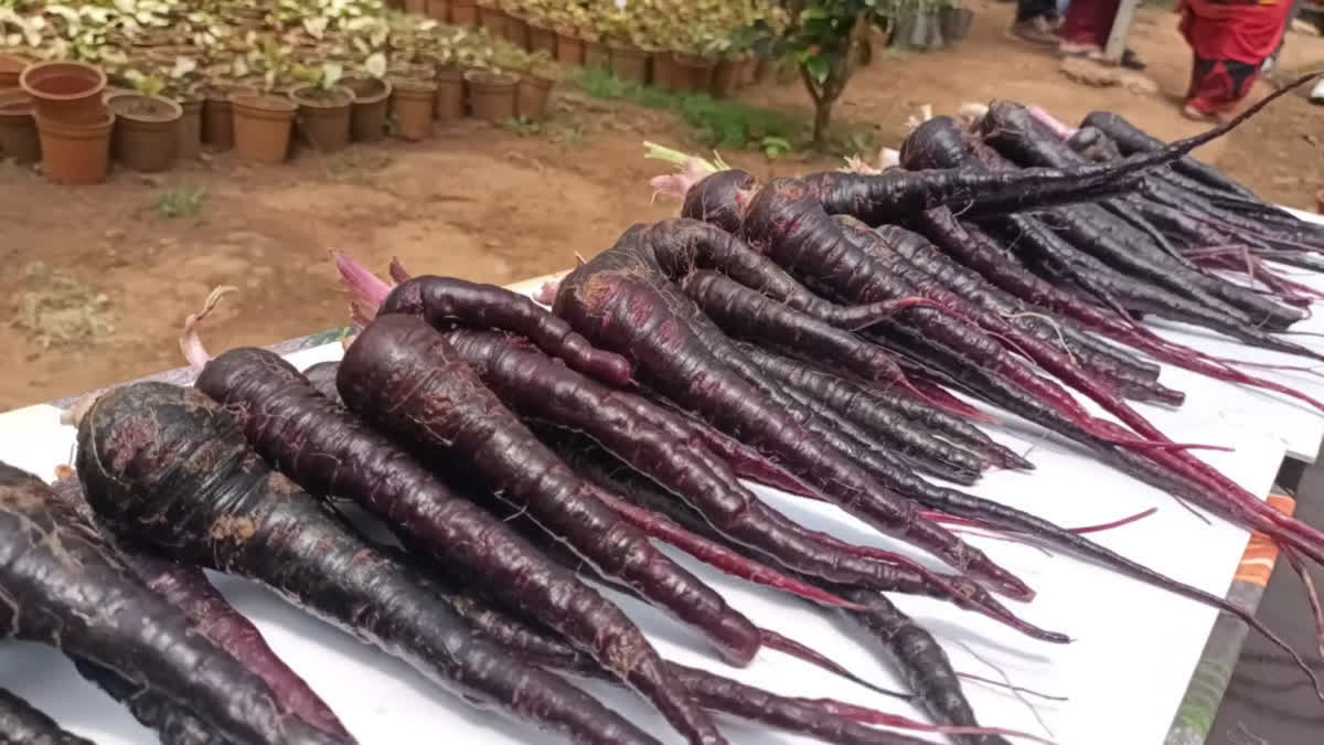 Black carrots cultivated at Sim’s Park in Coonoor, as tourists gather to witness the rare crop in the Nilgiris district.