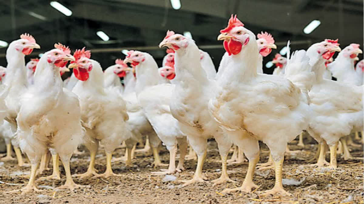 Telangana Chicken Shops To Shut From Tomorrow, Owners Demand Higher Retail Margin Telangana Chicken Shops To Shut From Tomorrow, Owners Demand Higher Retail Margin