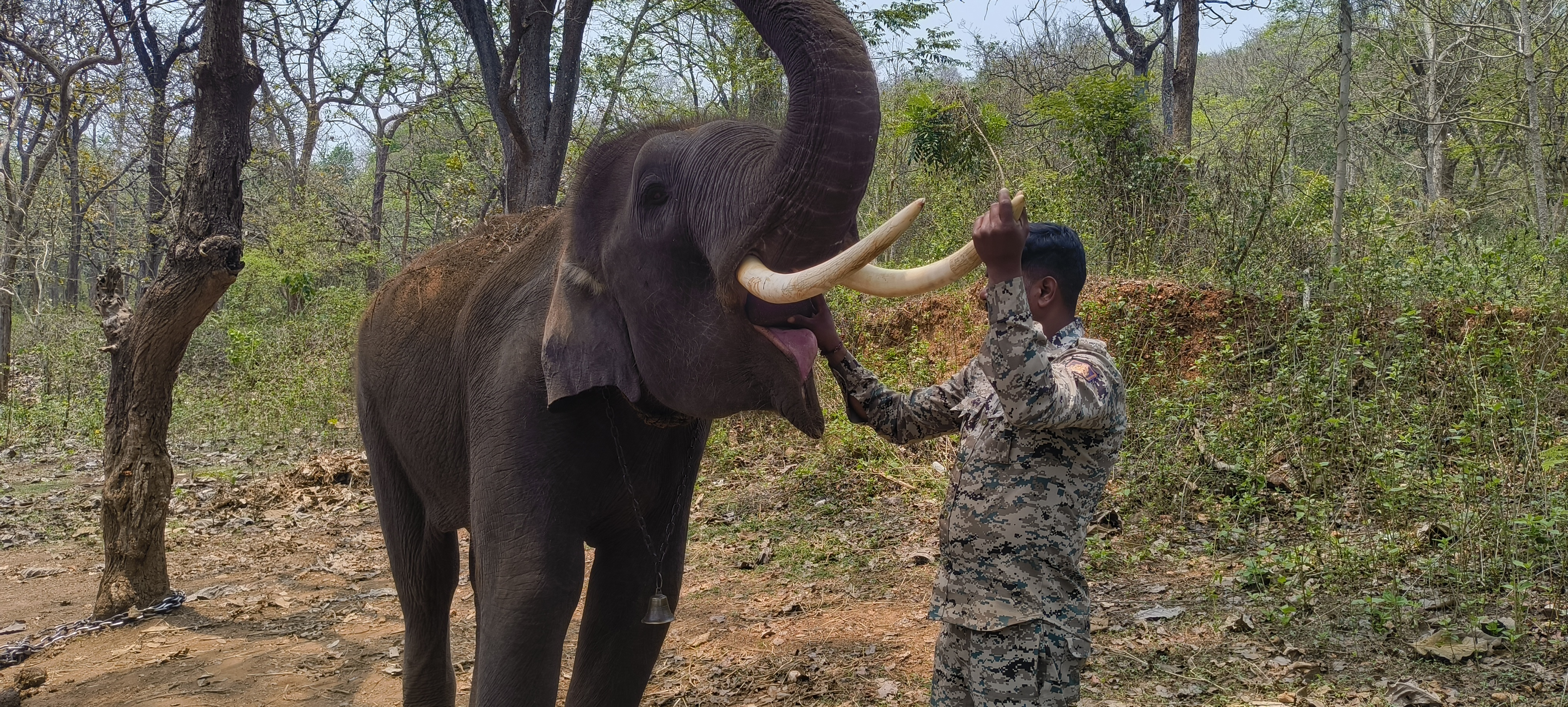staff-at-sakrebailu-elephant-camp-are-preparing-food-for-elephants-in-a-wood-fired-oven
