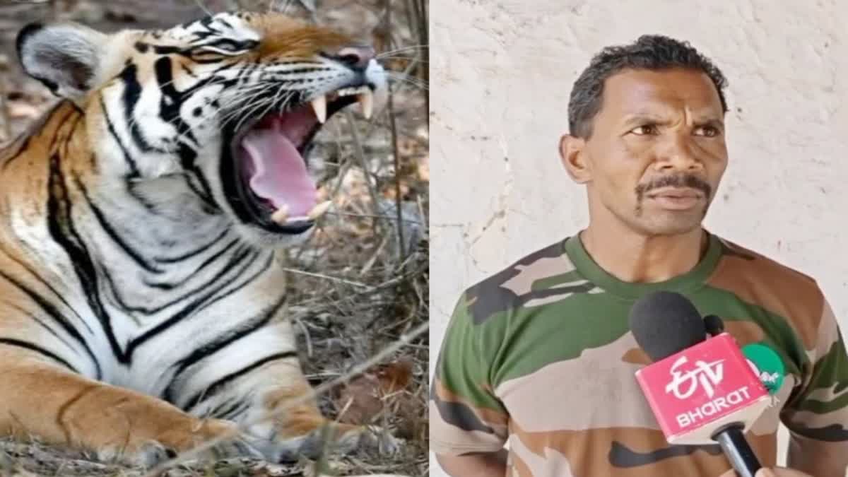 STR tiger attack watchman
