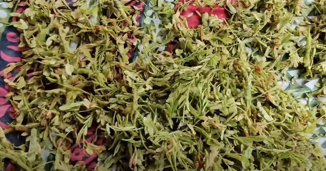 Chintachiguru Storage Tips