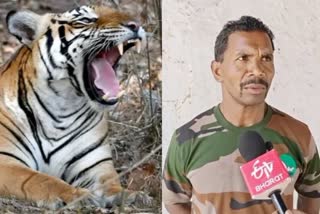 STR tiger attack watchman