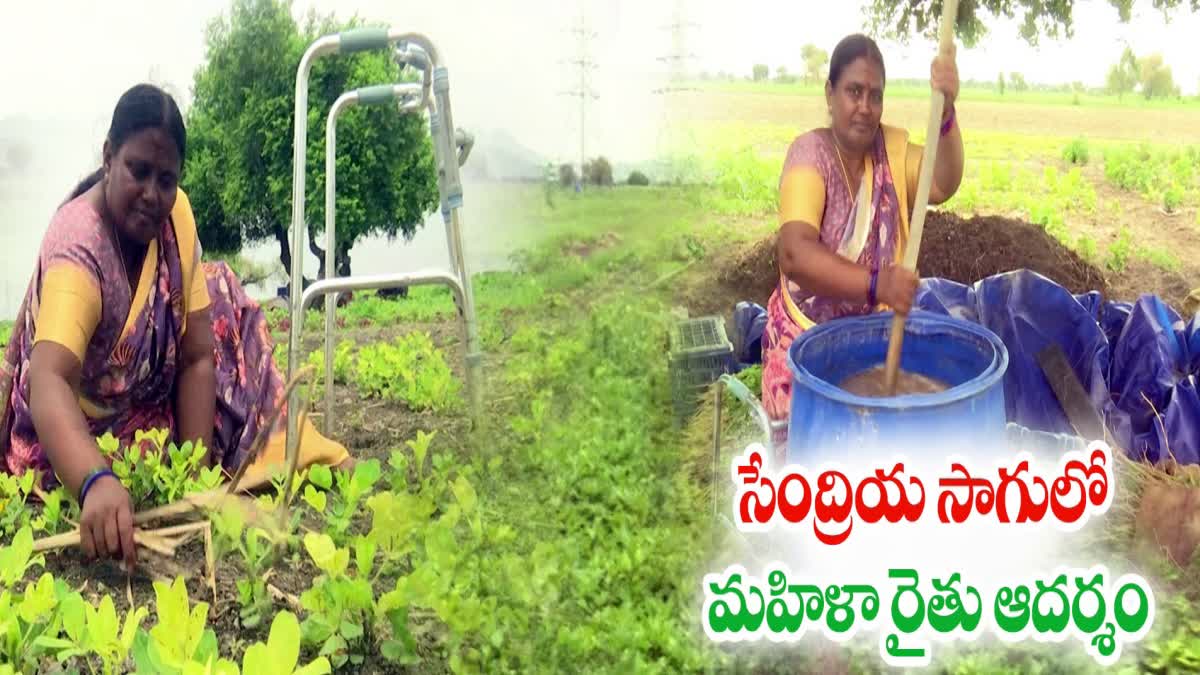 Woman Farmer Koteswaramma Organic Farming In Palnadu District