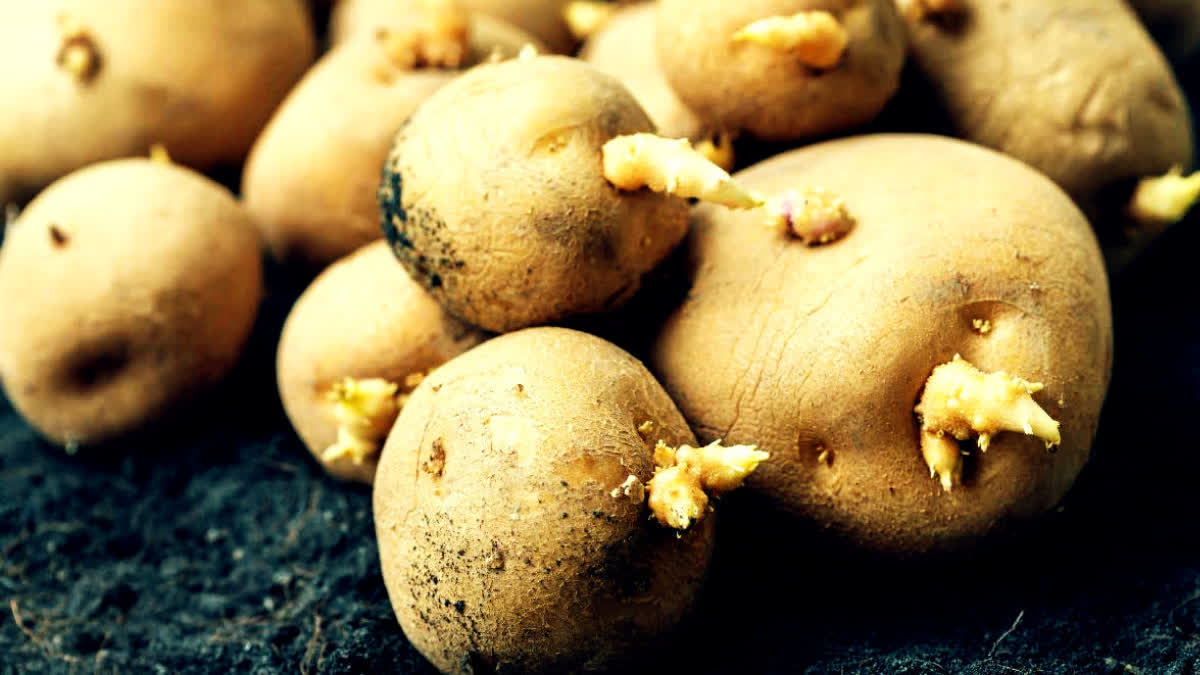SPROUTED POTATOES ARE SAFE TO EAT