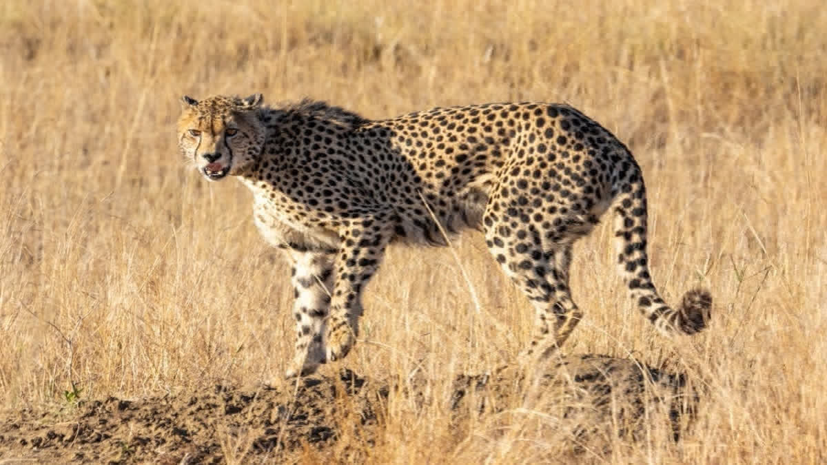 Amid Setbacks, NTCA Approves Web Series On Project Cheetah To 'Showcase Efforts To World' Representational image