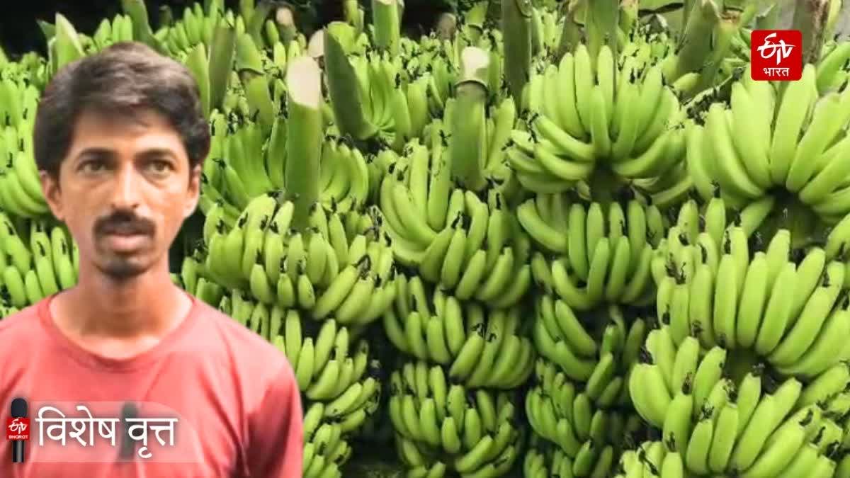 Nanded Banana Market Sharp Drop