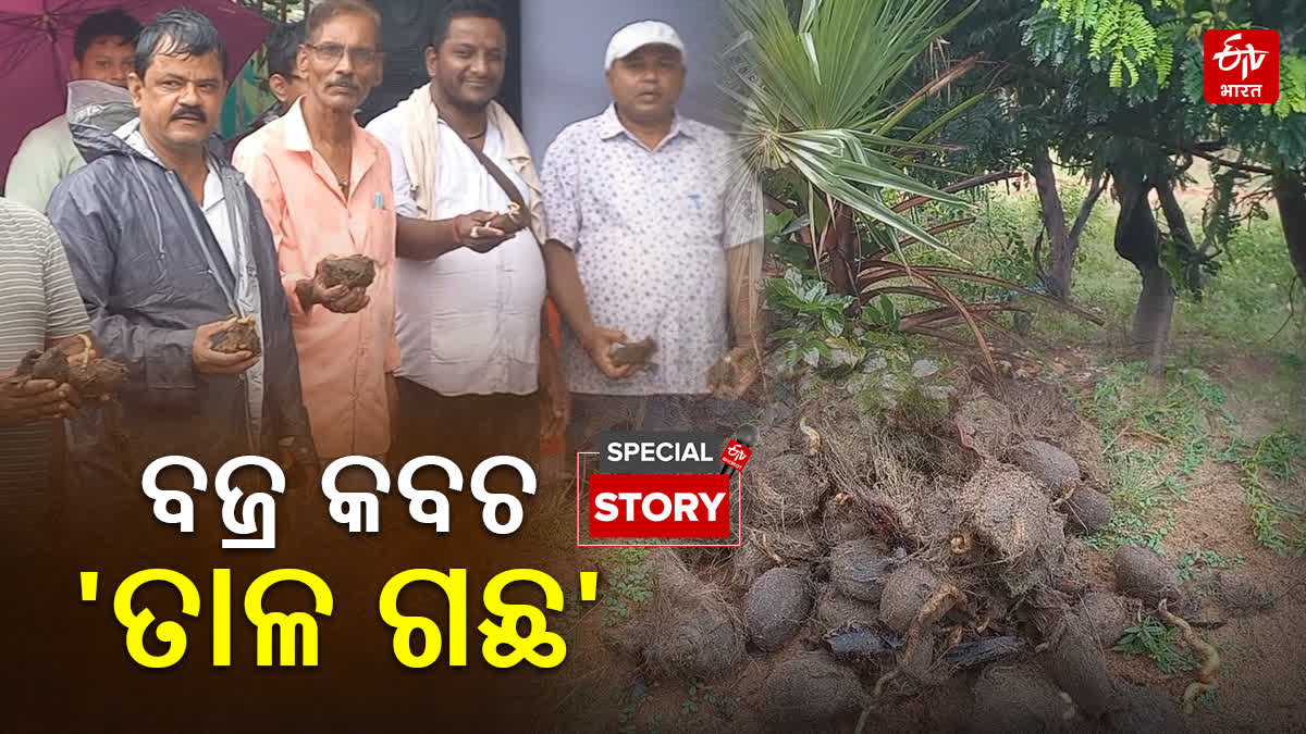 5000 PALM TREE PLANTATION IN PURI