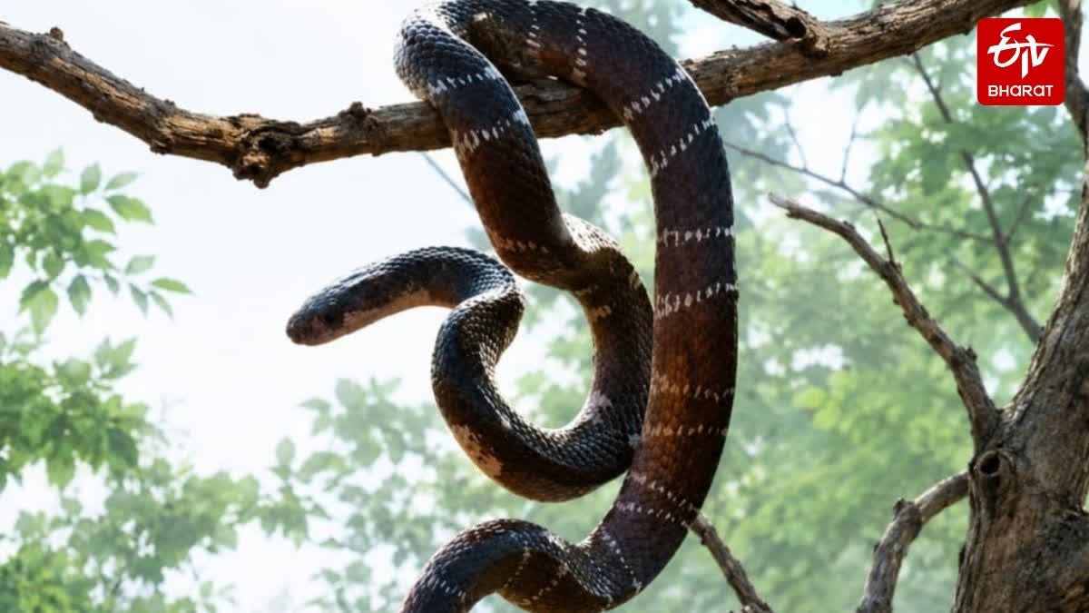 MCB Snake Rescue