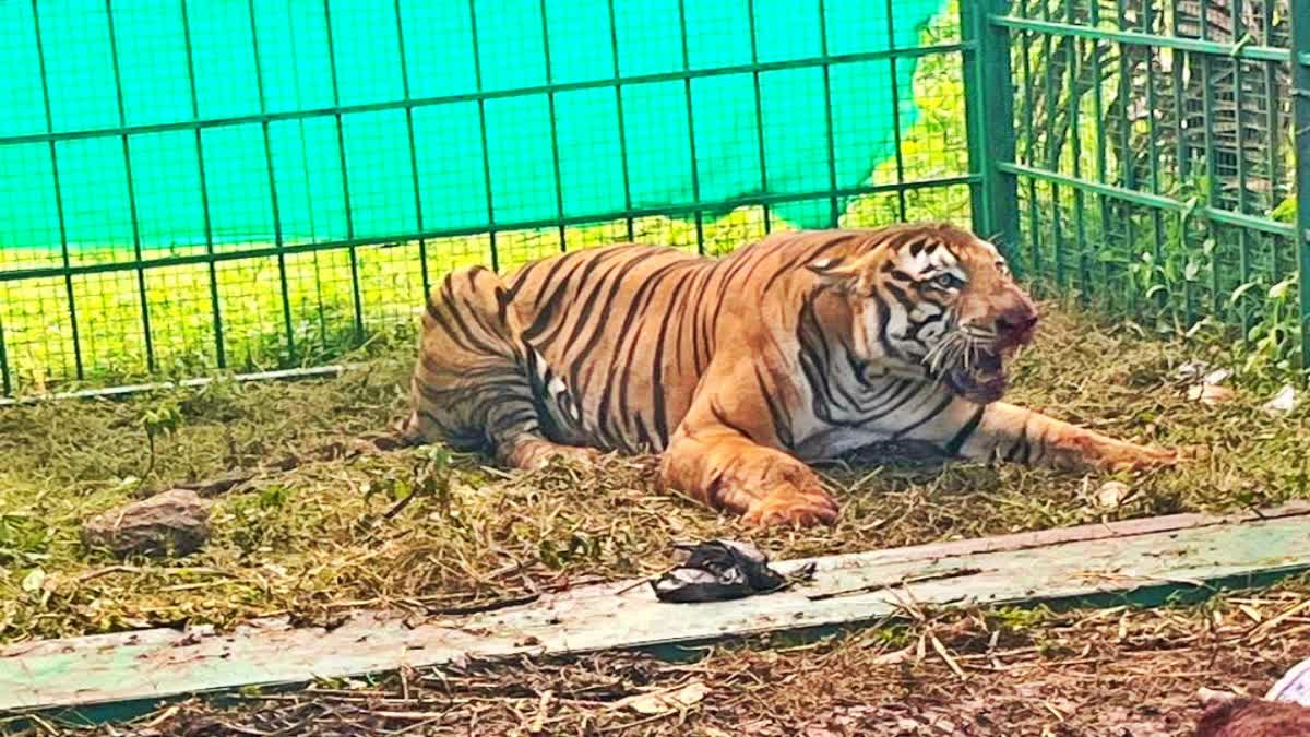 TIGER CAPTURED IN FOREST DEPARTMENT CAGE, HD KOTE OF MYSURU