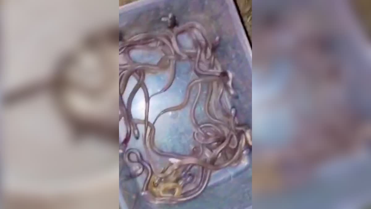 19 பாம்புக் குட்டிகள் மீட்பு