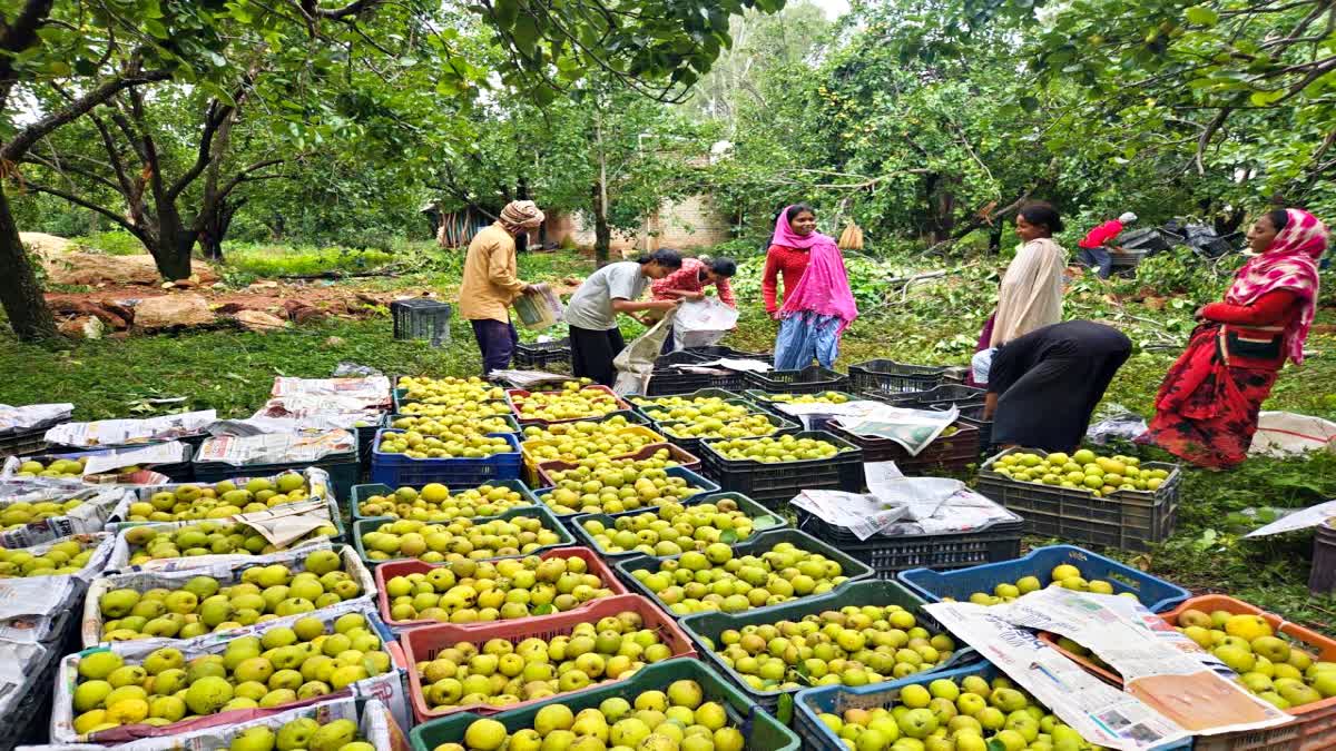 Netarhat pears being linked to organized markets under JSLPS In Jharkhand