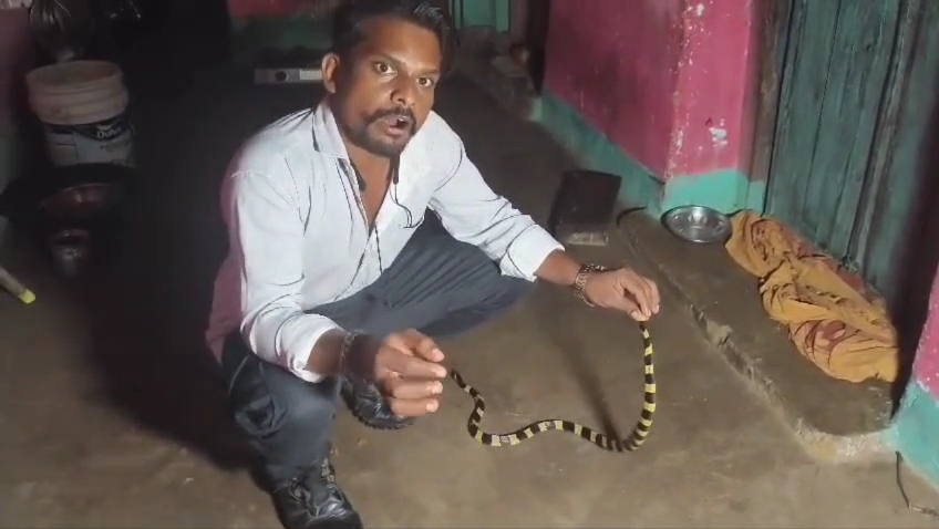 MCB Snake Rescue