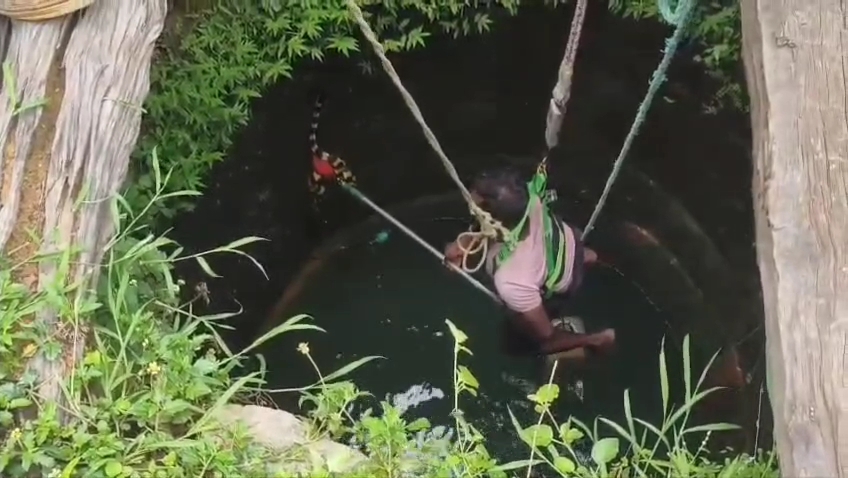 MCB Snake Rescue