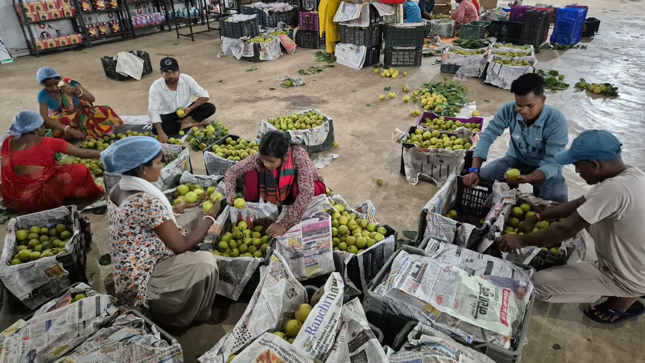 Netarhat pears being linked to organized markets under JSLPS In Jharkhand