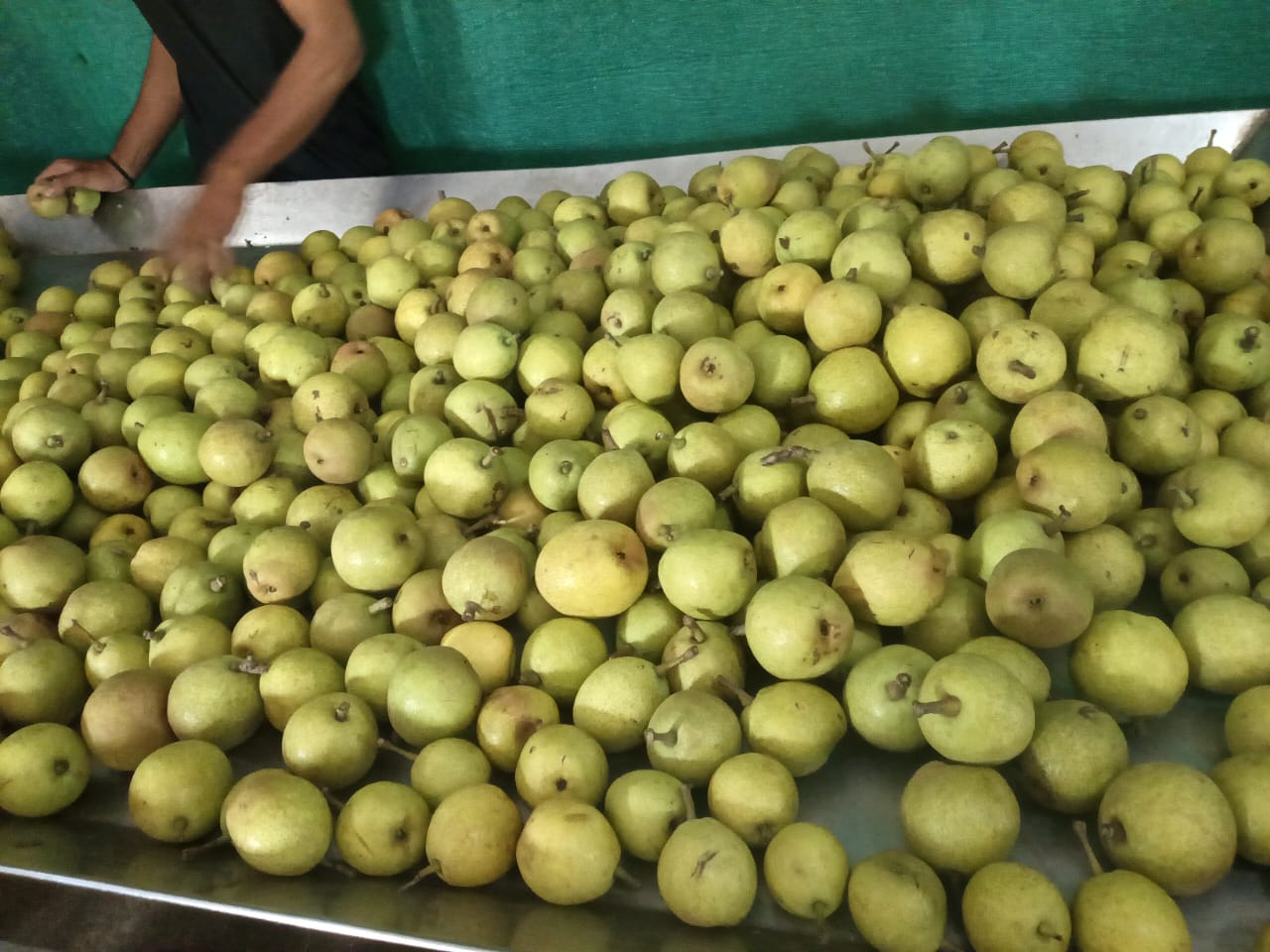 Netarhat pears being linked to organized markets under JSLPS In Jharkhand