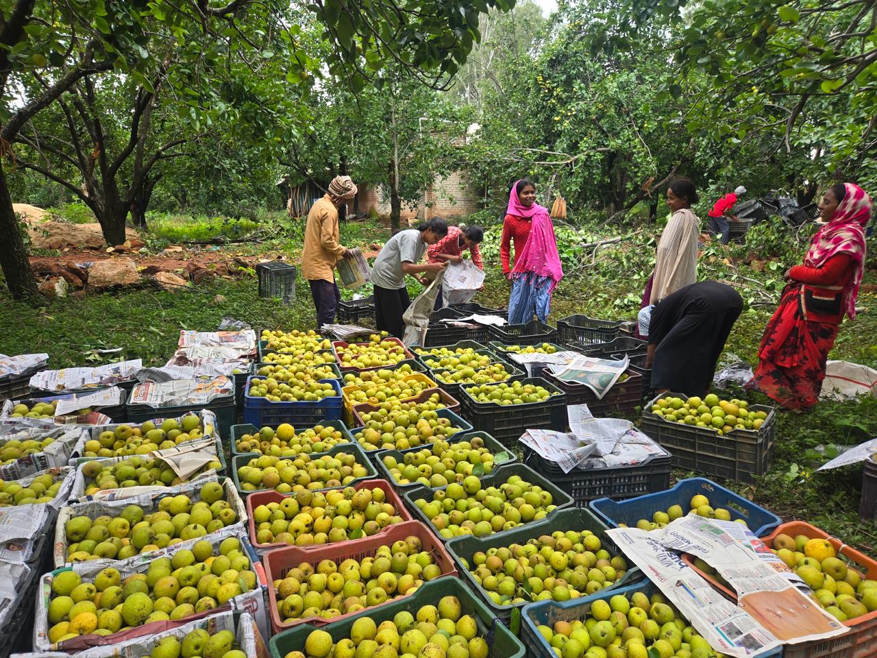 Netarhat pears being linked to organized markets under JSLPS In Jharkhand