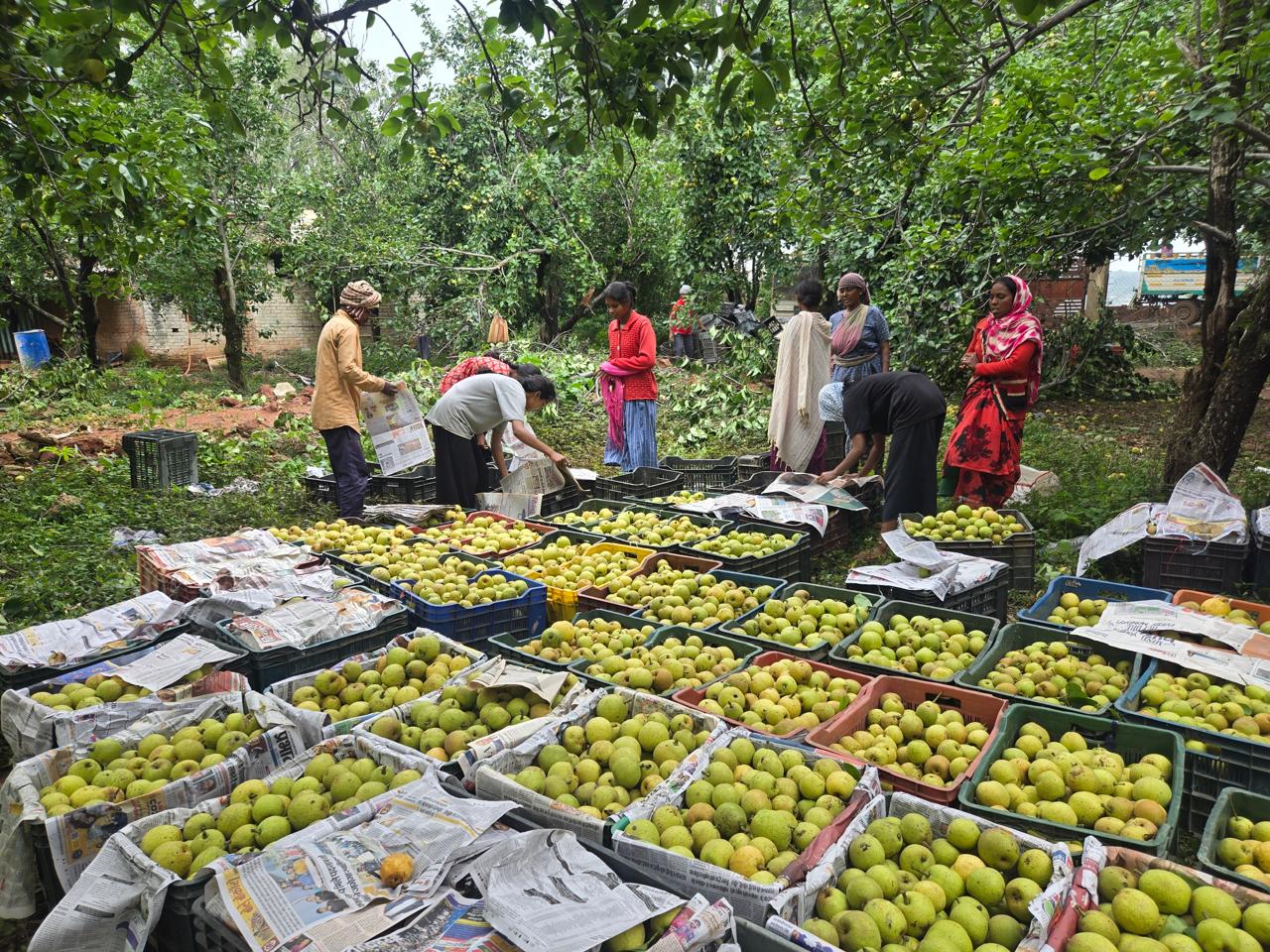 Netarhat pears being linked to organized markets under JSLPS In Jharkhand