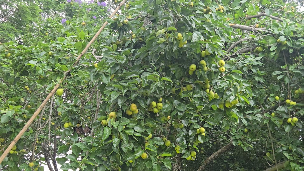 Netarhat pears being linked to organized markets under JSLPS In Jharkhand