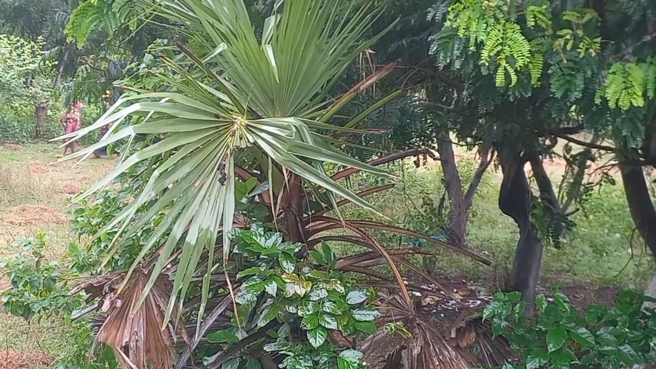 5000 PALM TREE PLANTATION IN PURI