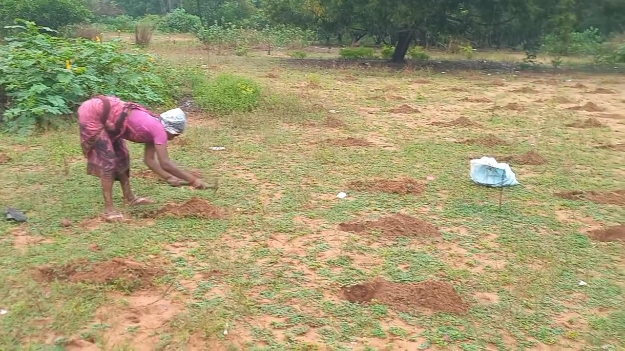 5000 PALM TREE PLANTATION IN PURI