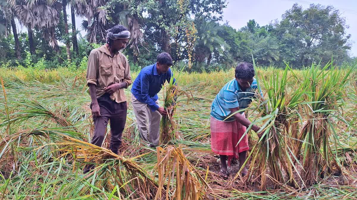 PADDY CROPS DESTROYED