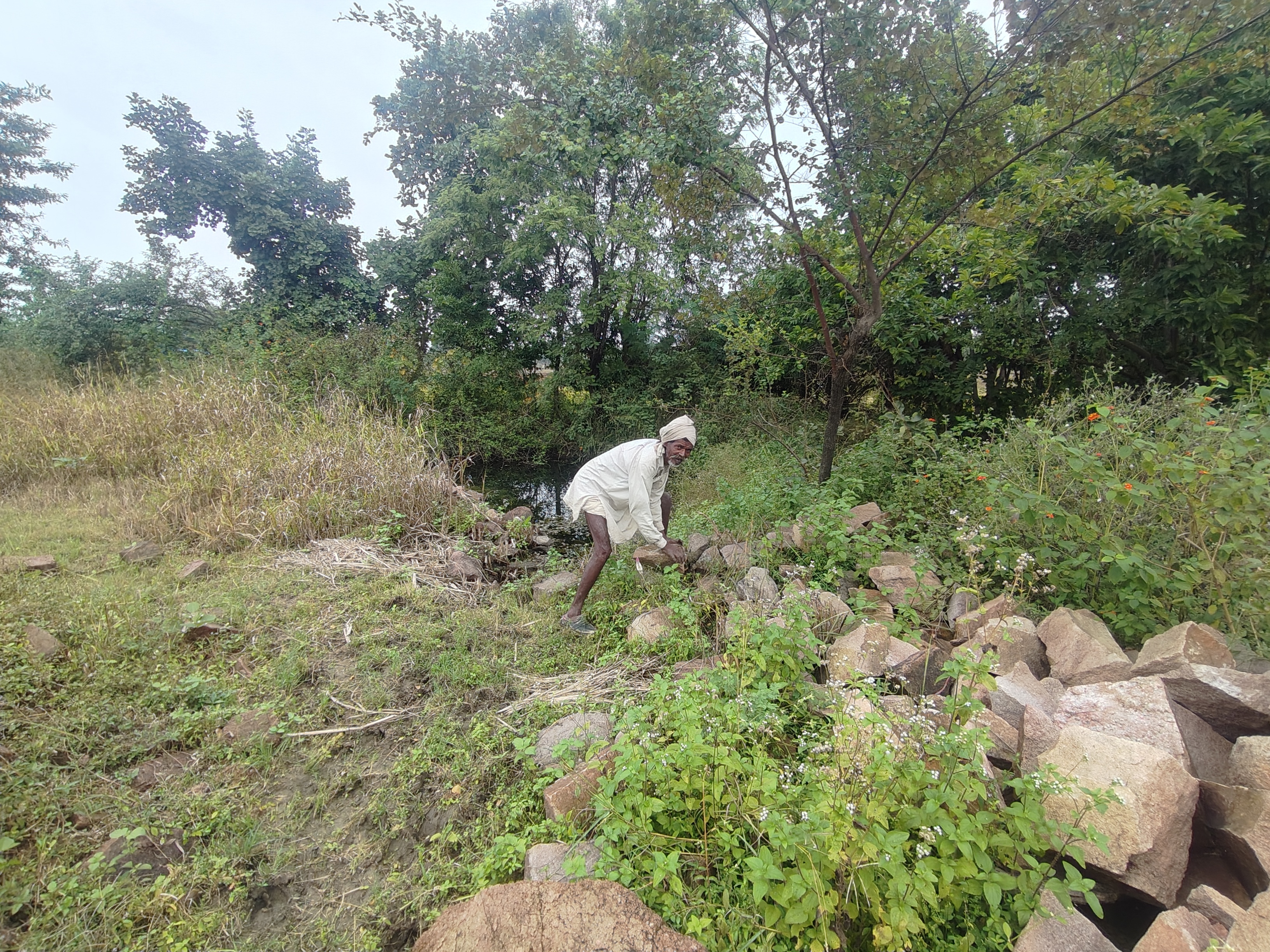 The Pond That Was Built By Hands! How An Elderly Couple From Madhya Pradesh Turned Barren Land Into Green Gold