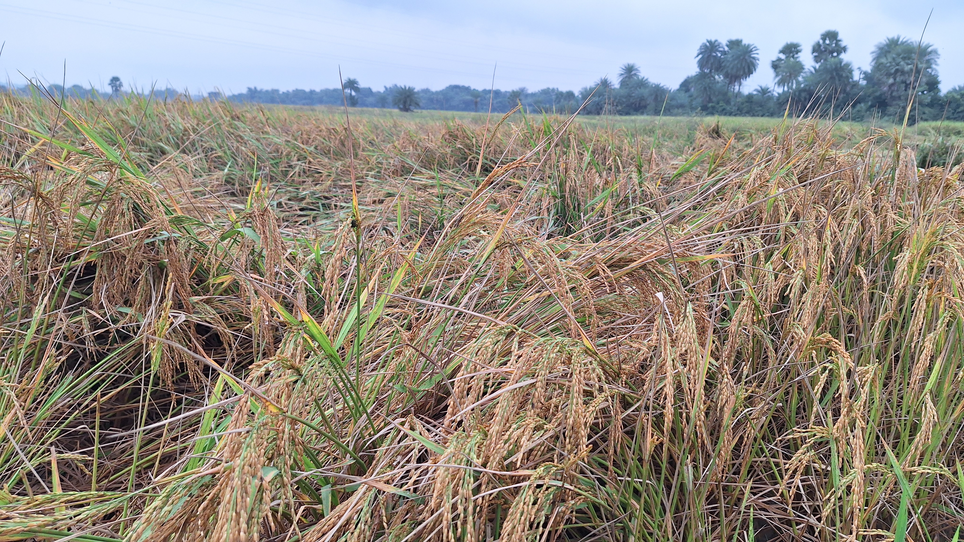 PADDY CROPS DESTROYED IN PAKUR