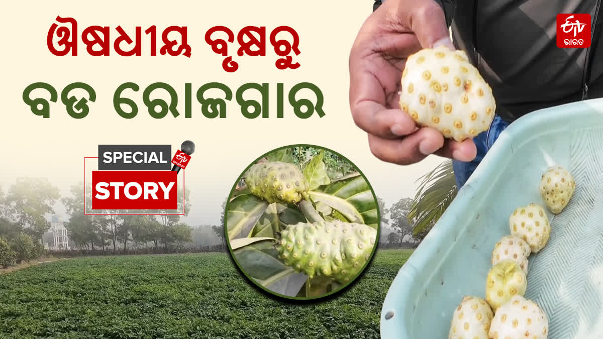 MEDICINAL NONI FRUIT