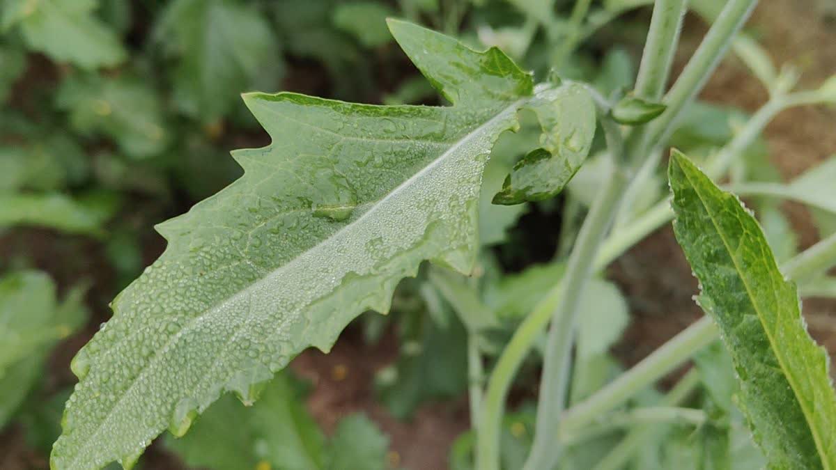 बहरोड में शीतलहर