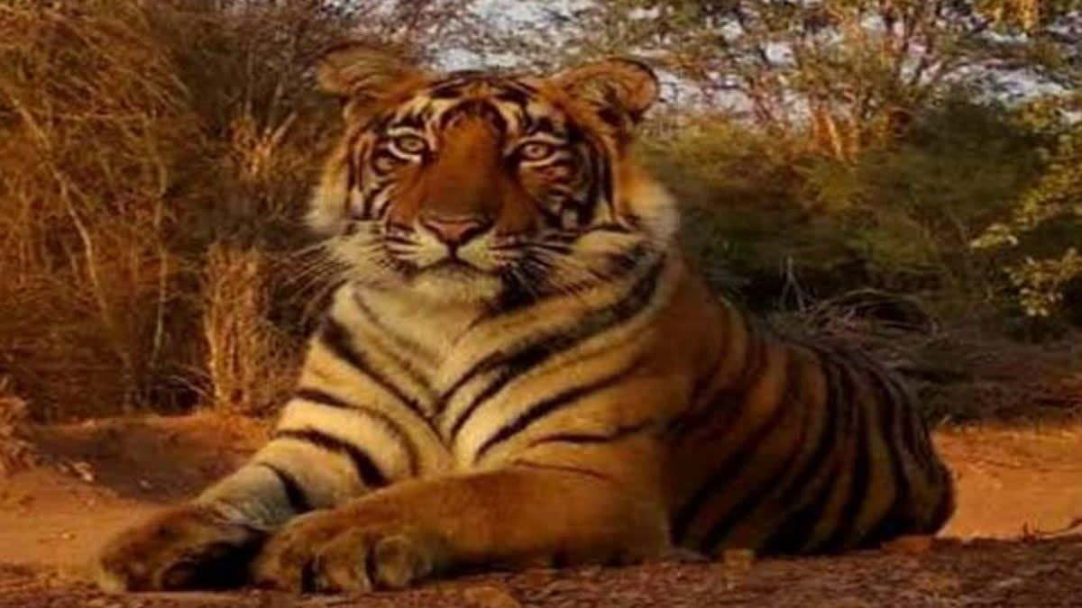 Young tiger RVT-7 is waiting for freedom