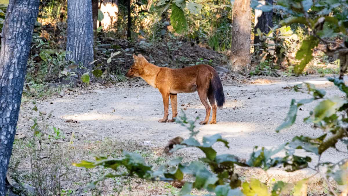 SON KUTTA IN KHEONI JUNGLE